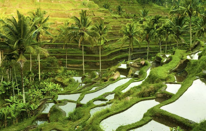 One day Ubud-Kintamani Tour